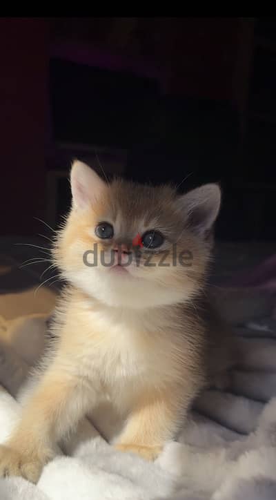 Golden british short hair kitten