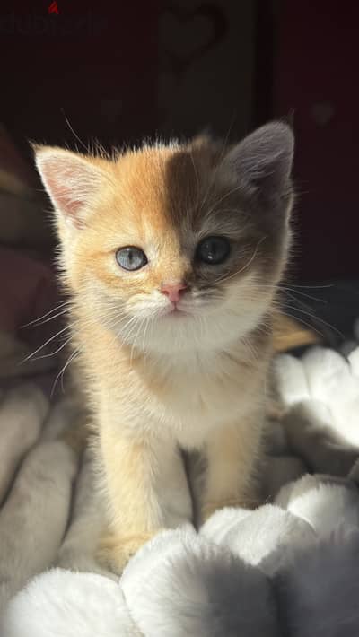 Golden British shorthair