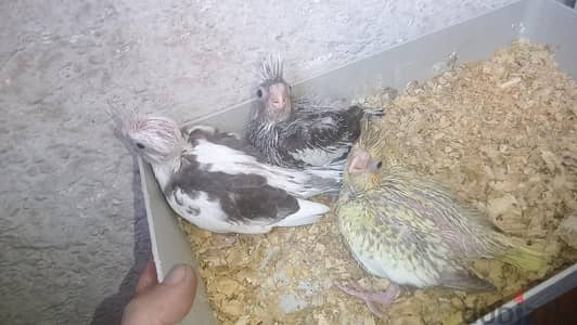 فروخ تاكيل يدوي