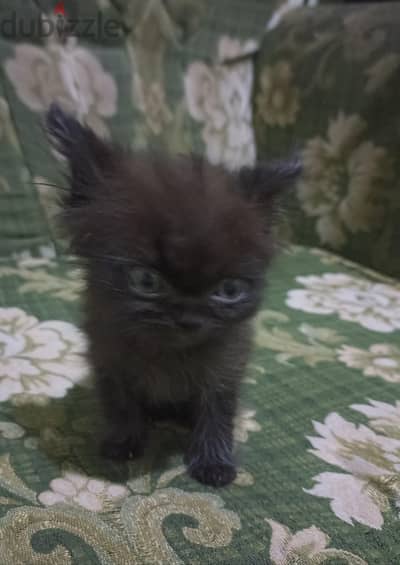 قطه شيراز مون فيس
