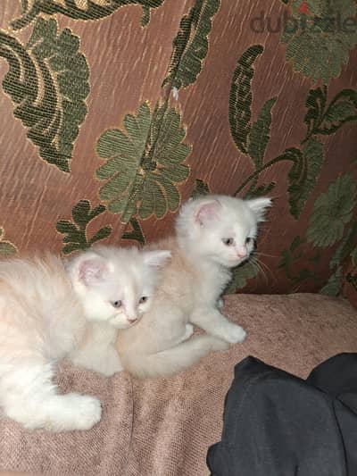 آتنين أخوات نوع Ragdoll  تركى بيور عندهم 3 شهور متعودين يدخلو الحمام