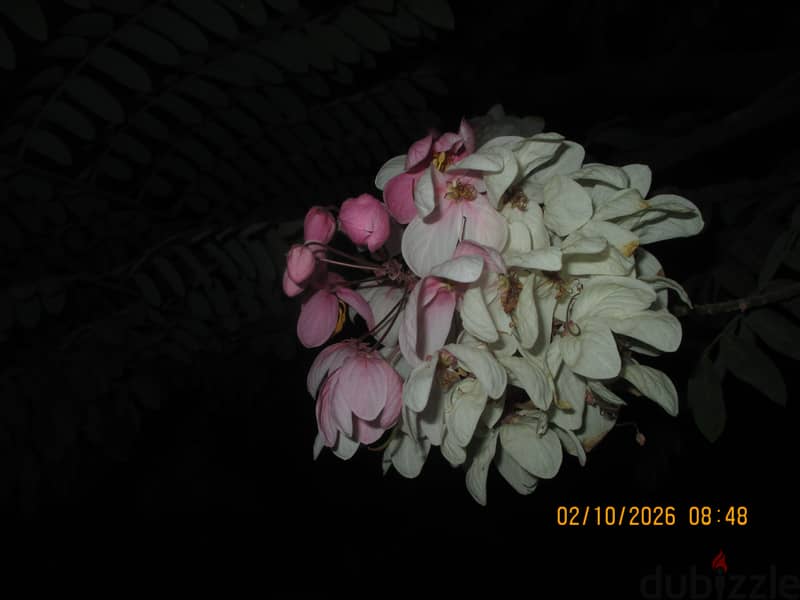 Canon ixus 145 8