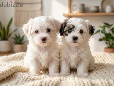 Havanese puppies top quality males and females - هافانيز بابيز ٥٠ يوم