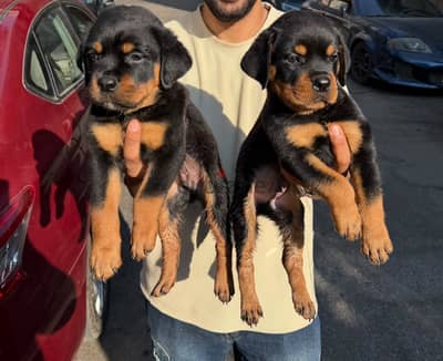 Rottweller puppy