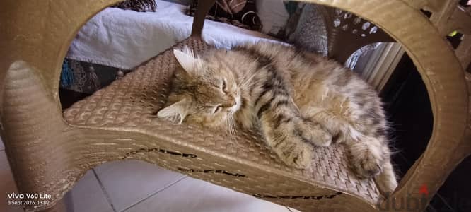 قطه شيرازي بنت عمرها ثلاث سنوات