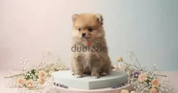 4 Candy Pomeranian Males مطعمين 45 يوم