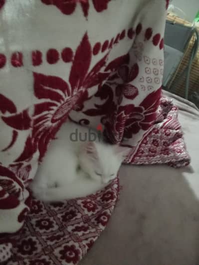 ذكر شيرازى عمر شهرين
