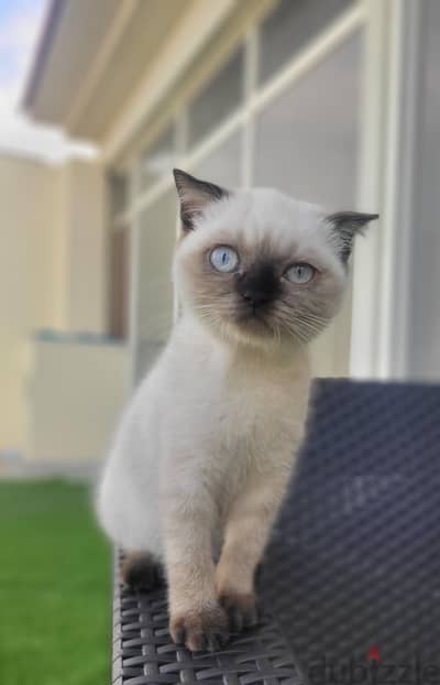 Pure Scottish fold girl