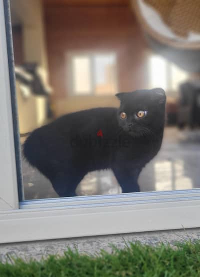 Dark choclate pure Scottish fold male