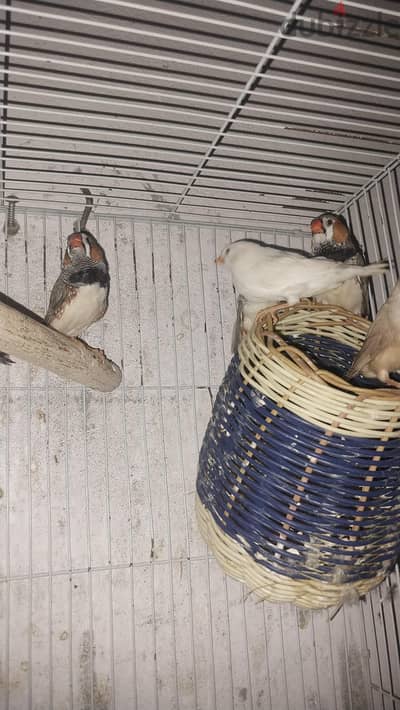 عصافير زيبرا