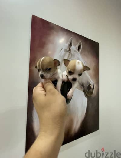 The Cutest and Smallest Chihuahua Puppies