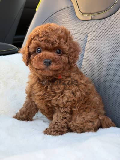 toy poodle