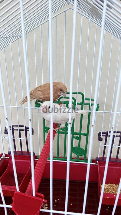 Bengalese finch pair male and female