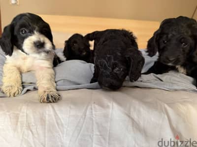 Cockapoo puppies