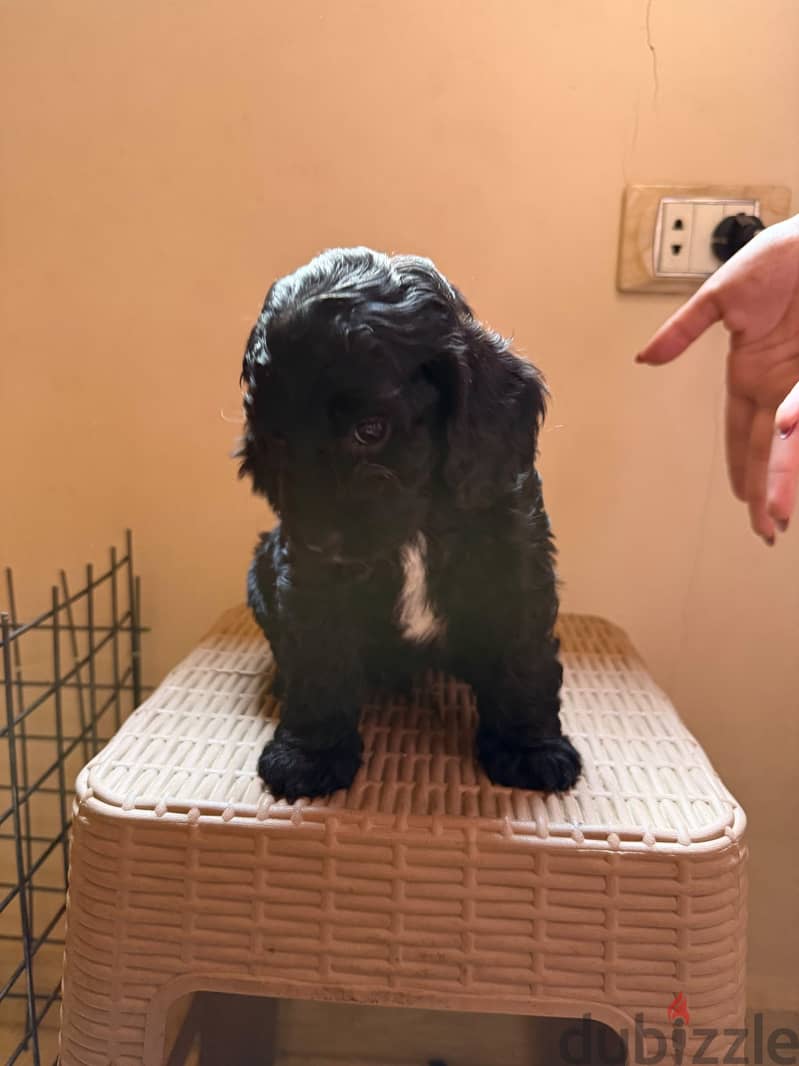 Cockapoo puppies 1