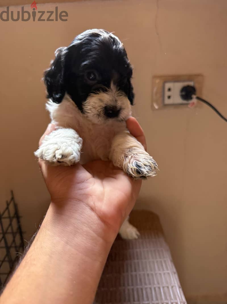 Cockapoo puppies 2
