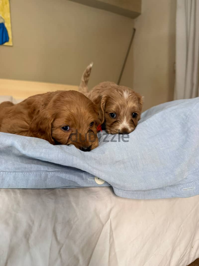Cockapoo puppies 3