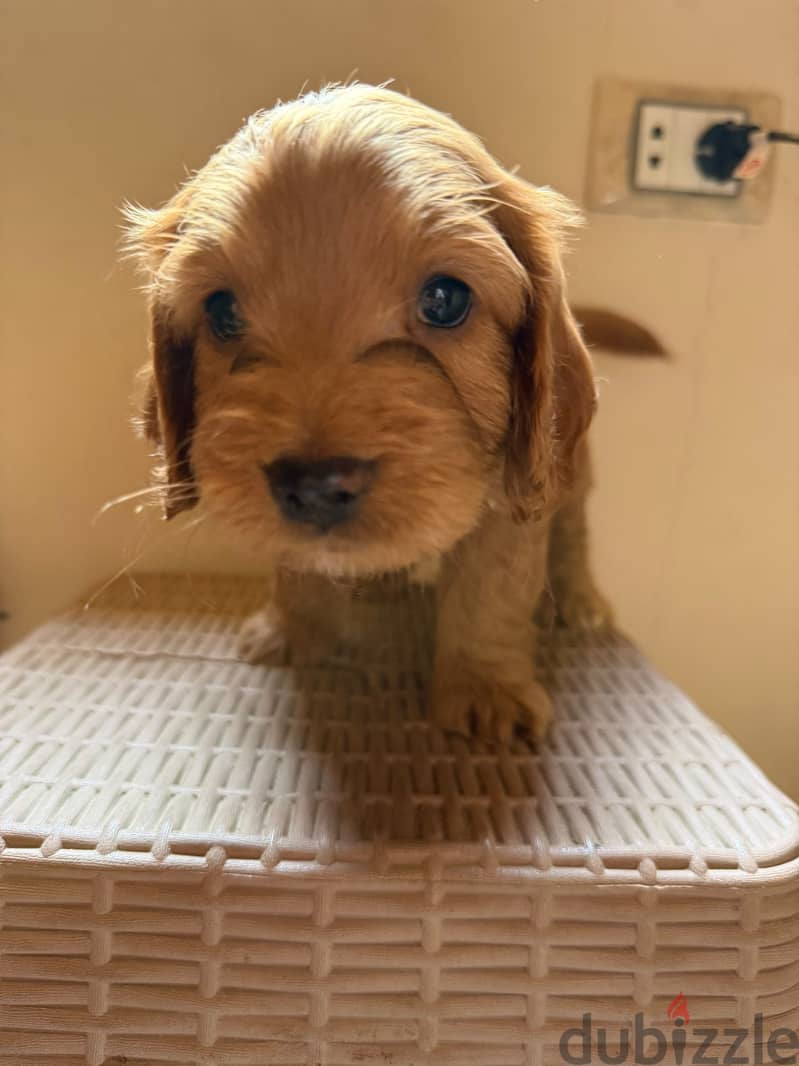 Cockapoo puppies 4