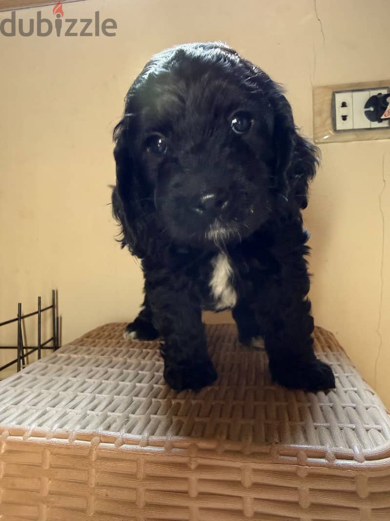 Cockapoo puppies 5
