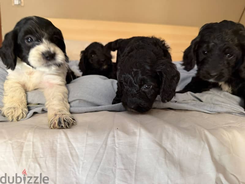 Cockapoo puppies 6