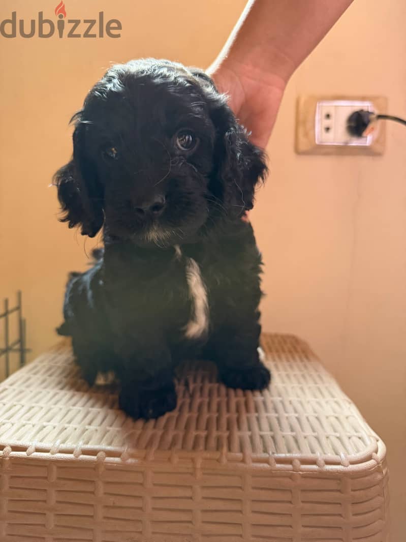 Cockapoo puppies 7