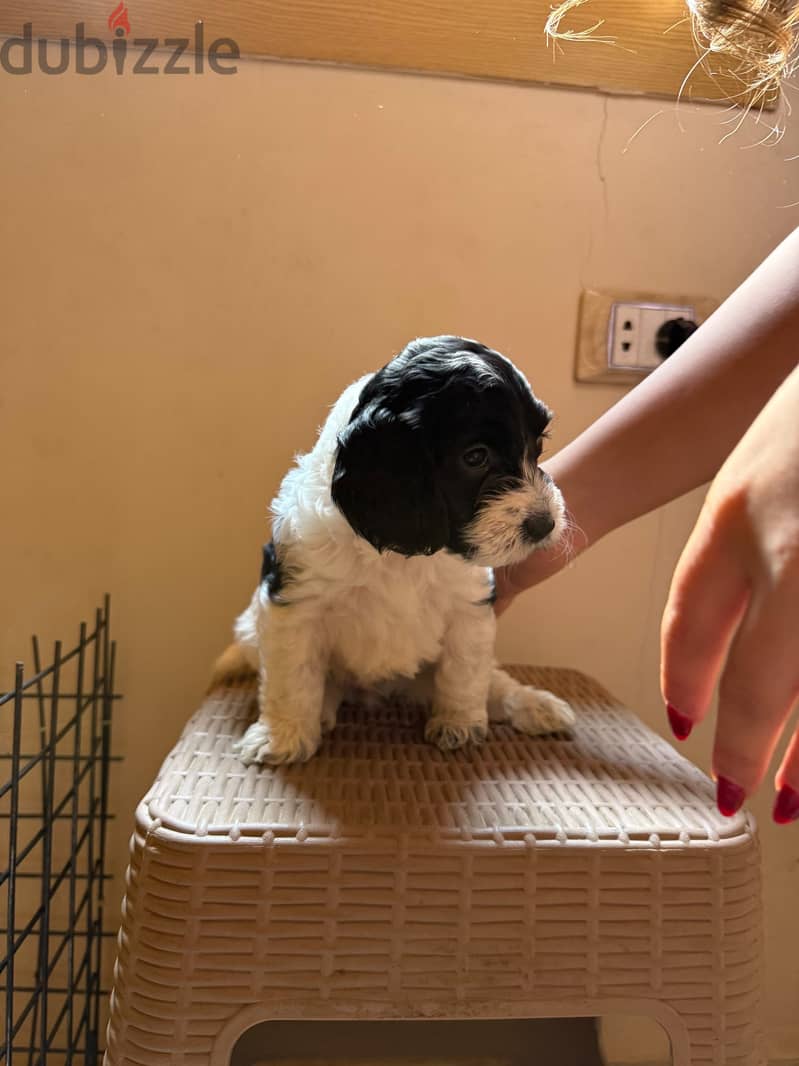 Cockapoo puppies 8
