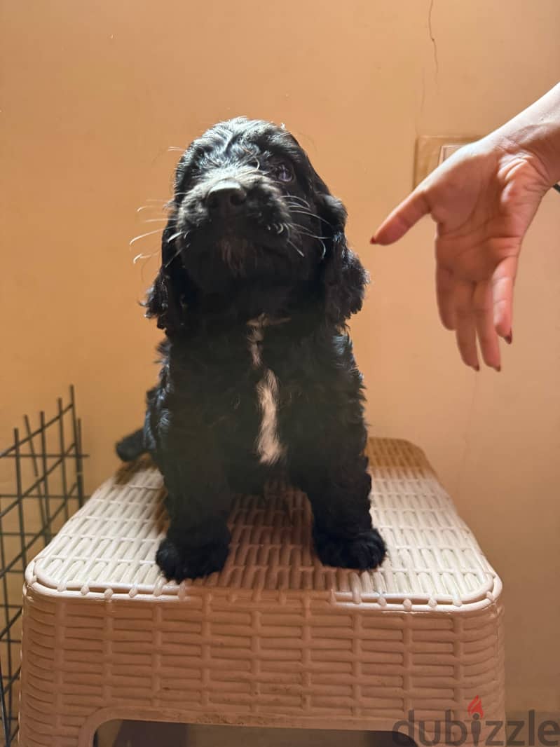 Cockapoo puppies 9