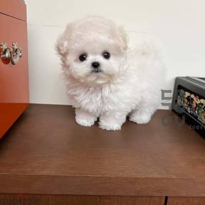 Bichon
