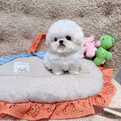 Bichon 1