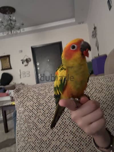 ما شاء الله صن كنيور مستوي عالي