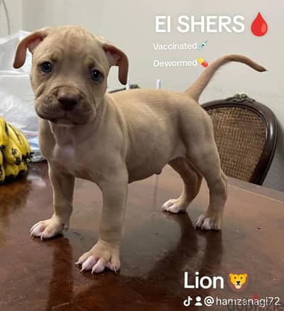 America Pitbull Terrier puppies