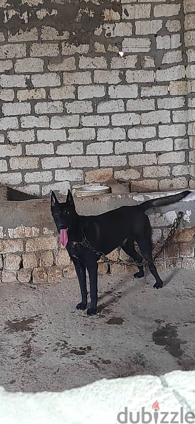 ابن إكس عمر ١٨ شهر