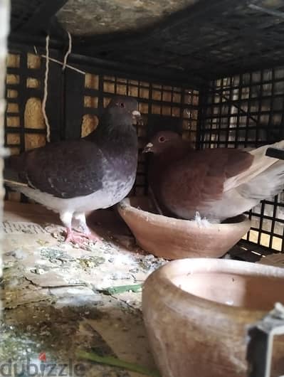 اصحاب الخبره والغواه نوع القص دا ايه