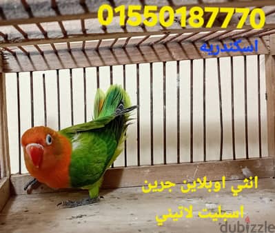 اوبلاين جربن اسبليت لاتيني