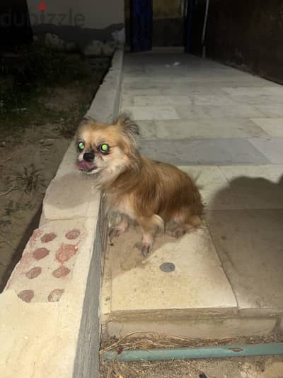 بيكنوه السن سنه