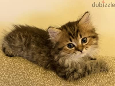 Shirazy female 80 days