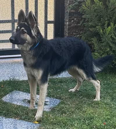 German shepard 7 Month