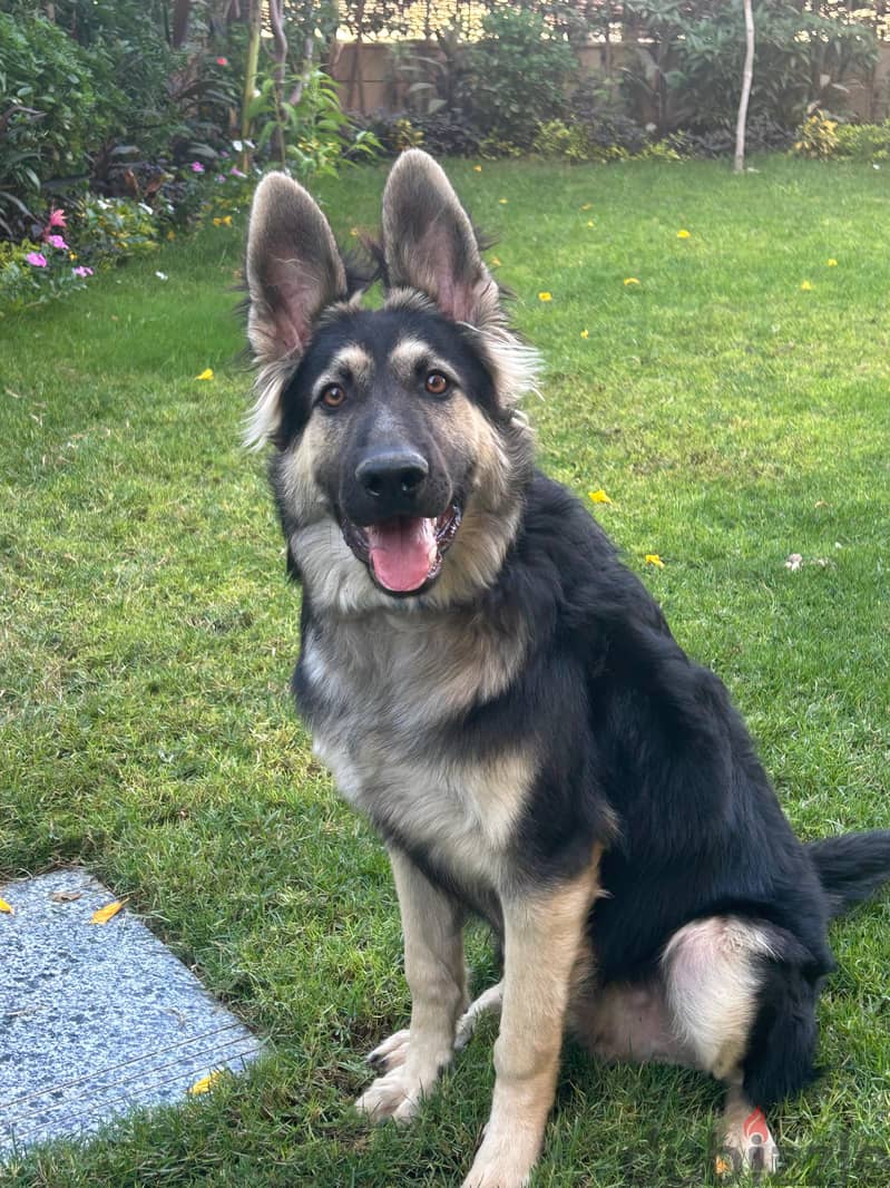 German shepard 7 Month 1