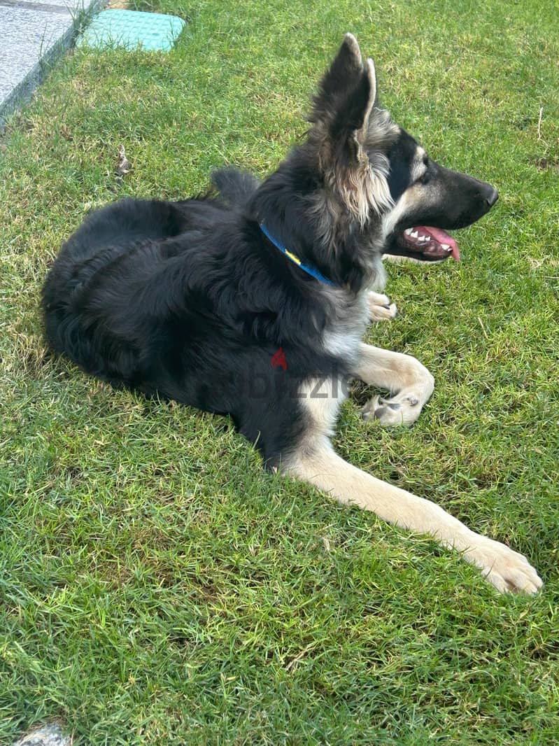 German shepard 7 Month 2