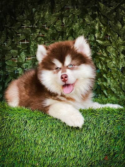 اجمل جراوى هاسكى والسكا جاهزه تروح بيتها الجديد  alaskan husky