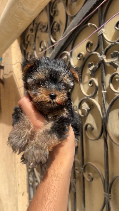 Male Yorkshire 3 months teacup