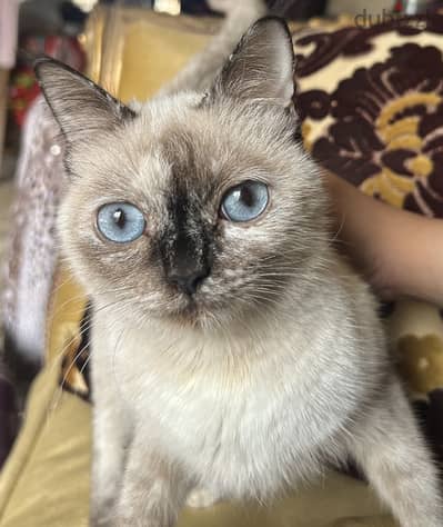قطة سيامي