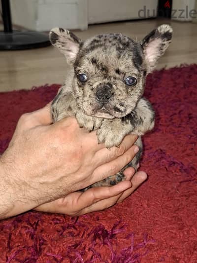 french bulldog _ فرينش بولدوج