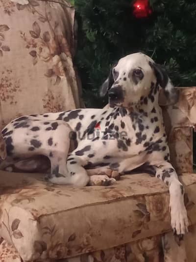 delmechen
