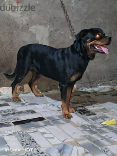 ذكر روت وايلر (Rottweiler) للبيع