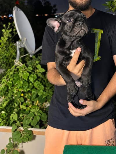 french bulldog _ فرينش بولدوج
