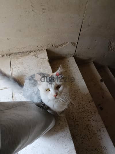 قطة للتبني