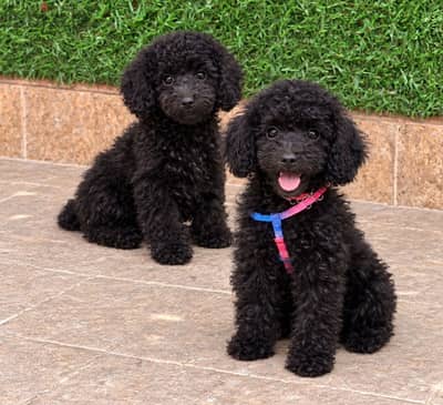 جراوي توي بودل (Toy Poodle) أصول مستوردة
