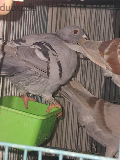 حمام زاجل