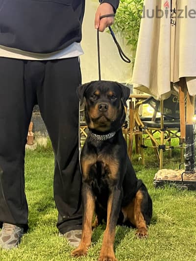 ‏Rottweiler